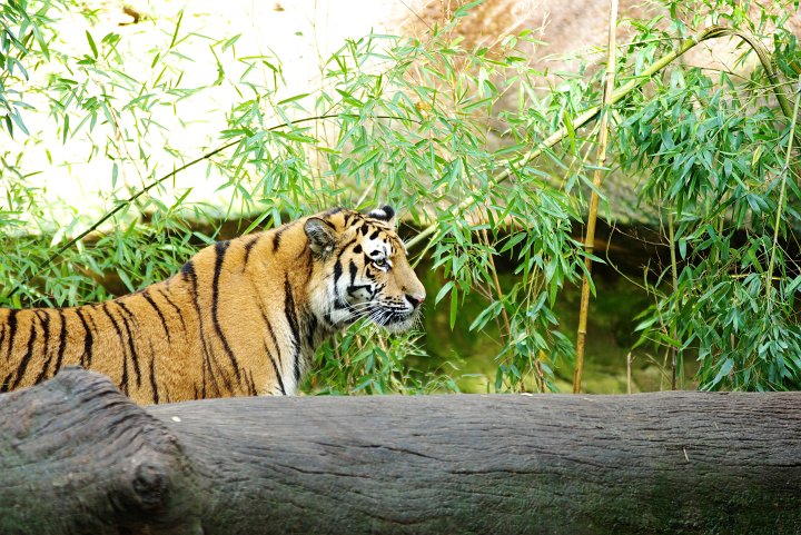 IMGP1383_2.jpg - Tiger im Nürnberger Zoo