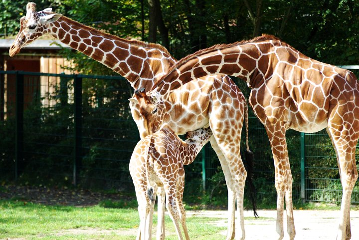 IMGP1330_2.jpg - Giraffen im Zoo Nürnberg