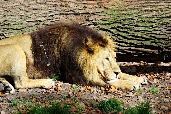 IMGP1356_2.jpg - Löwe im Zoo Nürnberg