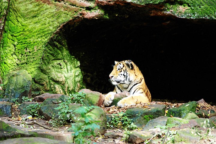 IMGP1388_3.jpg - Tiger im Nürnberger Zoo