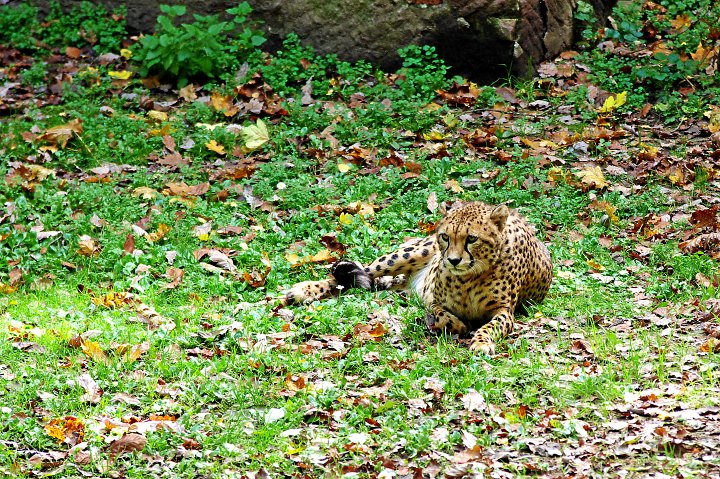 IMGP1408_3.jpg - Leopard im Zoo Nürnberg
