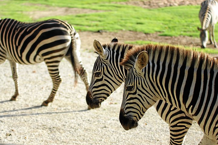 IMGP1485_3.jpg - Zebras im Zoo Nürnberg