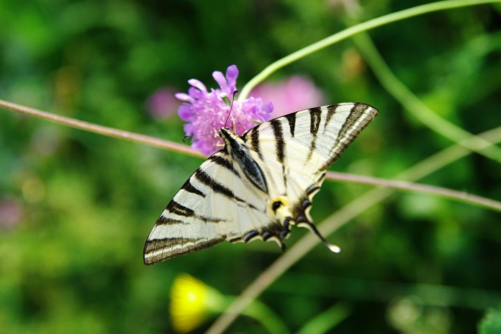 IMGP2581_3.jpg - Schmetterling am Monte Baldo