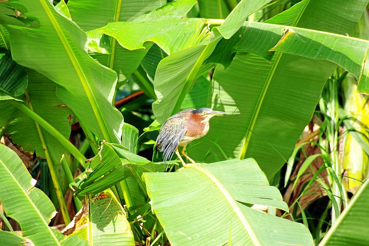 IMGP7074_2.jpg - Vogel in den Tortuguero Kanälen in Costa Rica