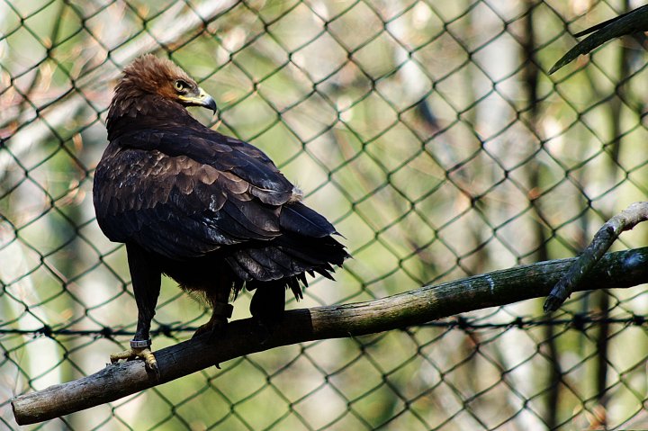 IMGP9485_3.jpg - Adler im Tierfreigehege Nationalpark Bayerischer Wald